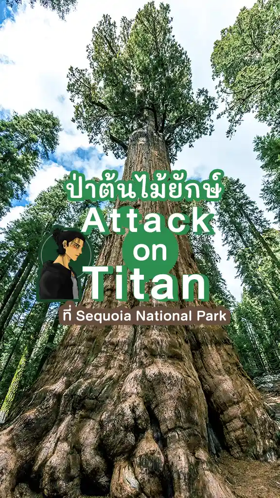 ตามรอยอนิเมะ Attack On Titan ไททัน ในป่าต้นไม้ยักษ์