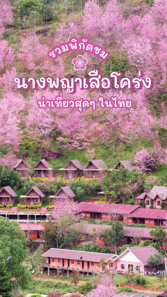 จุดเที่ยวชม นางพญาเสือโคร่ง 2567 ซากุระเมืองไทย สีชมพู