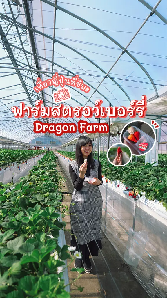 เที่ยวชิบะ Dragon Farm เก็บสตรอว์เบอร์รี่ ที่ ญี่ปุ่น