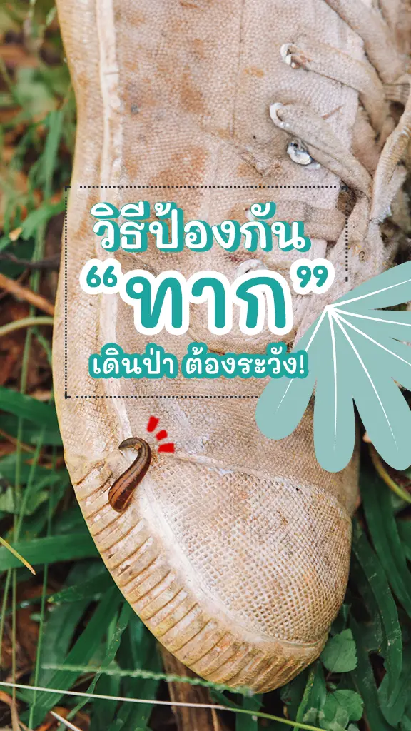 วิธีป้องกันทาก เดินป่าหน้าฝน ต้องระวัง ทิปส์เที่ยวหน้าฝน