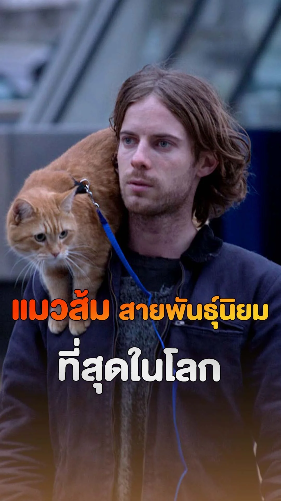 แมวส้ม ที่ทำให้คนทั้งโลกใจฟู