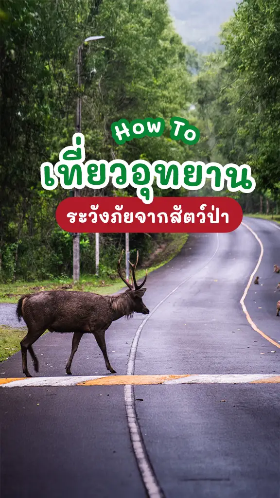 How to ท่องเที่ยวอุทยาน ปลอดภัยจากสัตว์ป่า