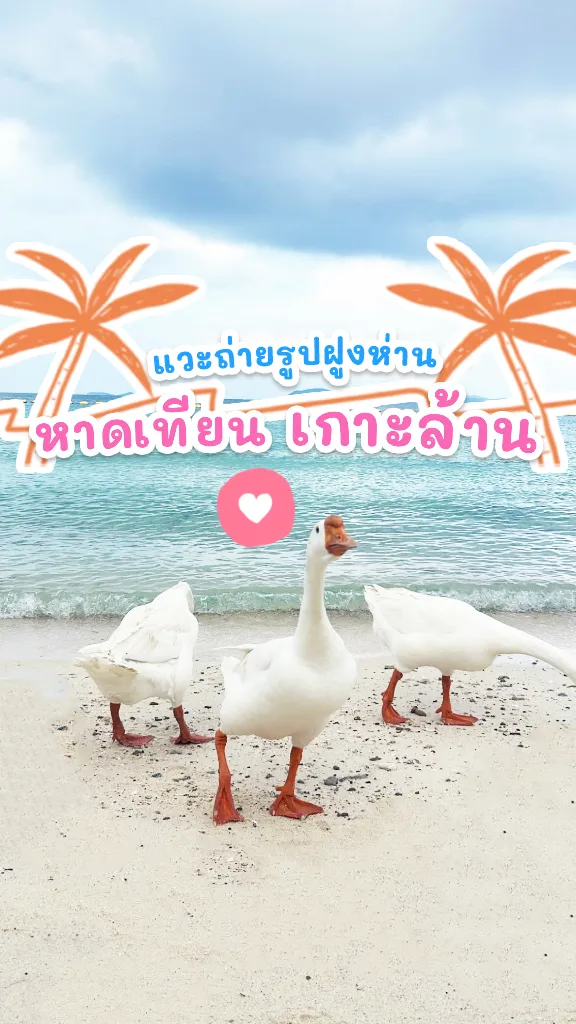 เที่ยวทะเลสวยๆ หาดเทียน เกาะล้าน ถ่ายรูปฝูงห่านคิ้วท์ๆ