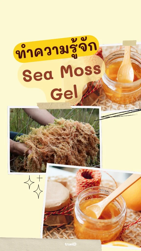 ทำความรู้จัก Sea Moss Gel คืออะไร ช่วยอะไรบ้าง สายเฮลท์ตี้ฮิตหนักมาก!