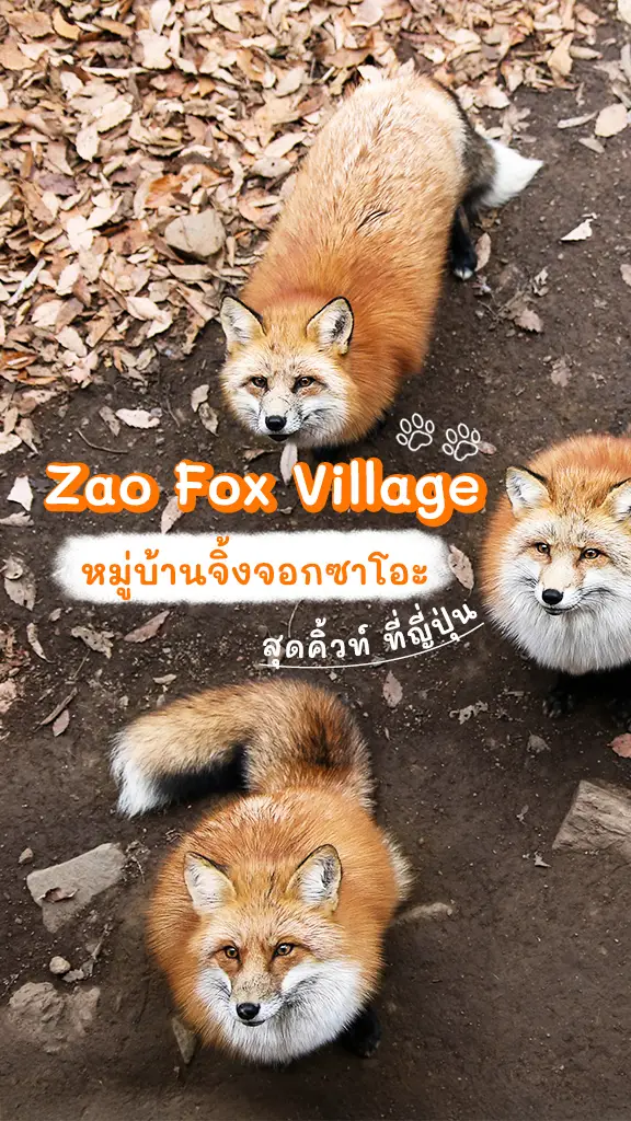 เที่ยวญี่ปุ่น Zao Fox Village หมู่บ้านจิ้งจอกซาโอะ