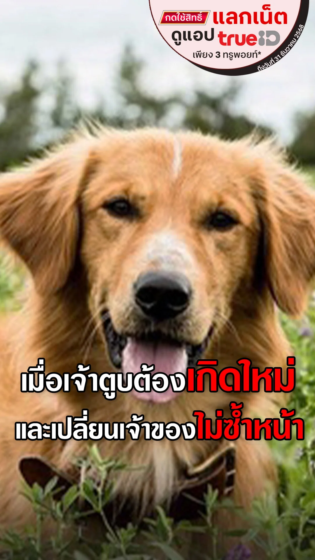 แลกเน็ตดูหนัง A Dog's Purpose หนังหมา ๆ การันตีน้ำตา