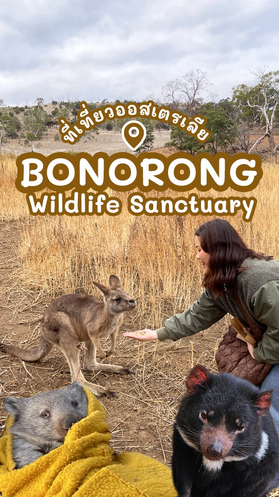 เที่ยวออสเตรเลีย ให้อาหารจิงโจ้ Bonorong Wildlife Sanctuary