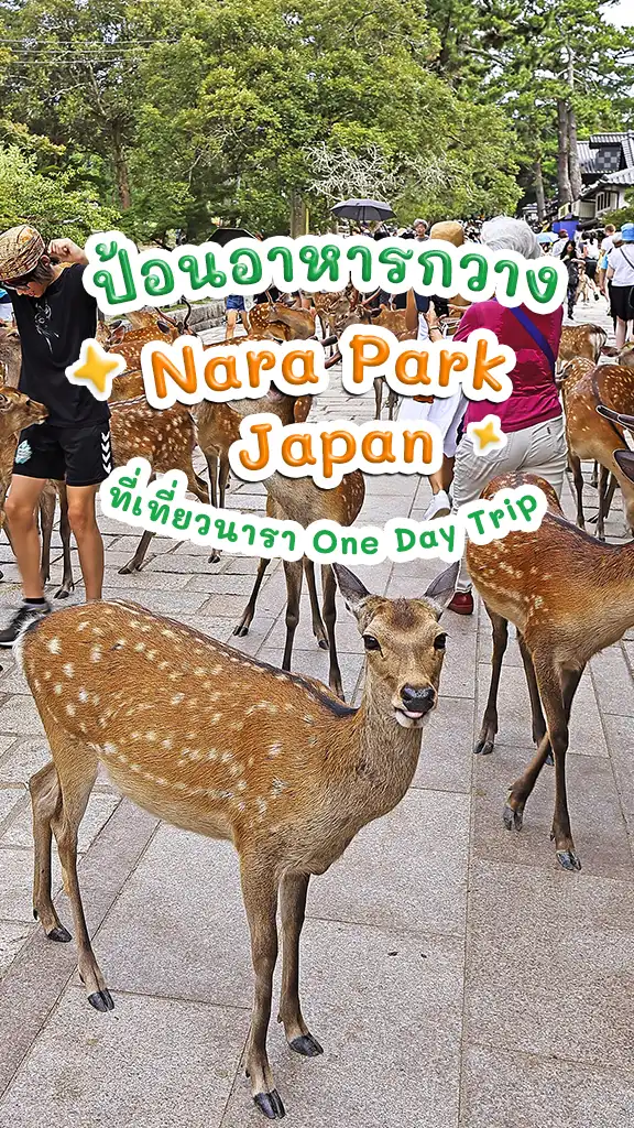 เที่ยวญี่ปุ่น นารา ป้อนอาหารกวาง น่ารักๆ ที่ Nara Park