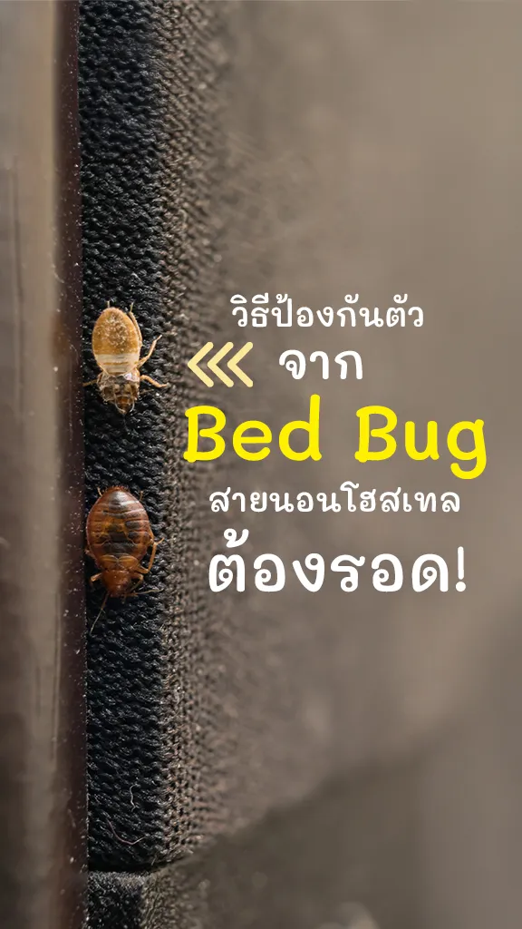 วิธีป้องกัน Bed Bug ตัวเรือด นอนโฮสเทล ระวังคันยุบยิบ!