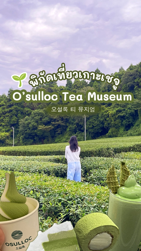 เที่ยวเกาะเชจู เกาหลี พิพิธภัณฑ์ชา O’sulloc Tea Museum