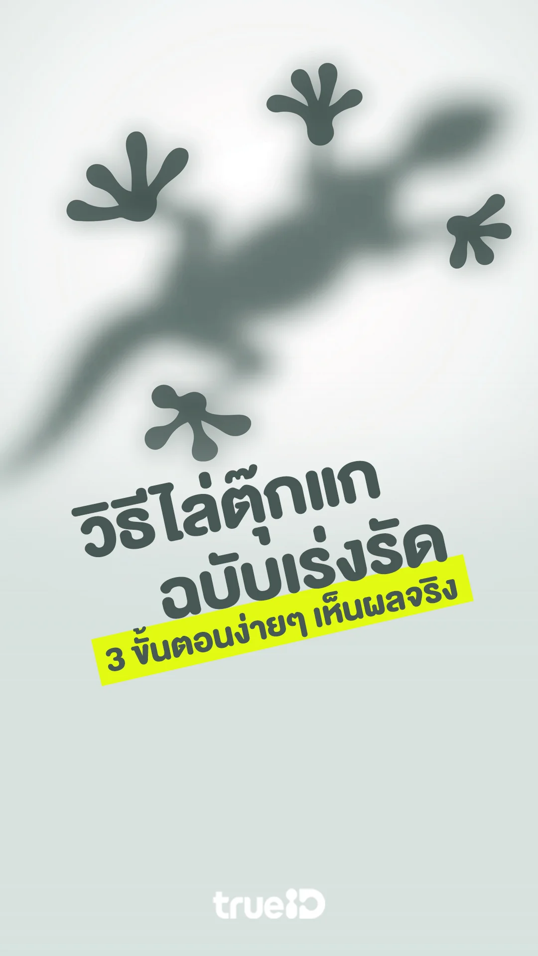 เคล็ดลับพ่อบ้านคืนความสุขให้ครอบครัว วิธีไล่ตุ๊กแกออกจากบ้าน และป้องกันแบบถาวร