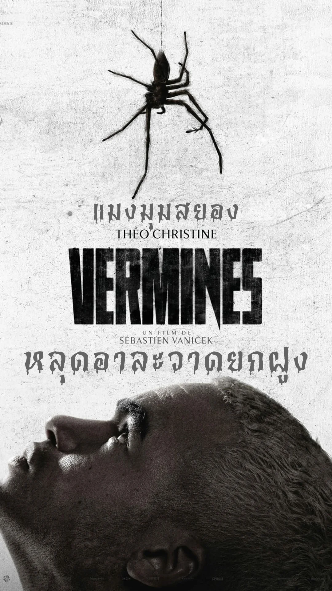 แมงมุมสยอง หลุดอาละวาดยกฝูง