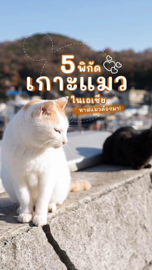 พิกัดจกพุง เกาะแมวในเอเชีย ทาสแมว ห้ามพลาดเลย!