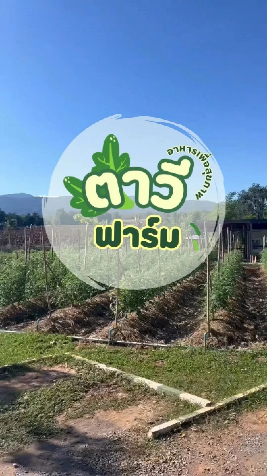 ตาวีฟาร์ม เขาใหญ่ สวนผักออร์แกนิค สำหรับคนรักสุขภาพ
