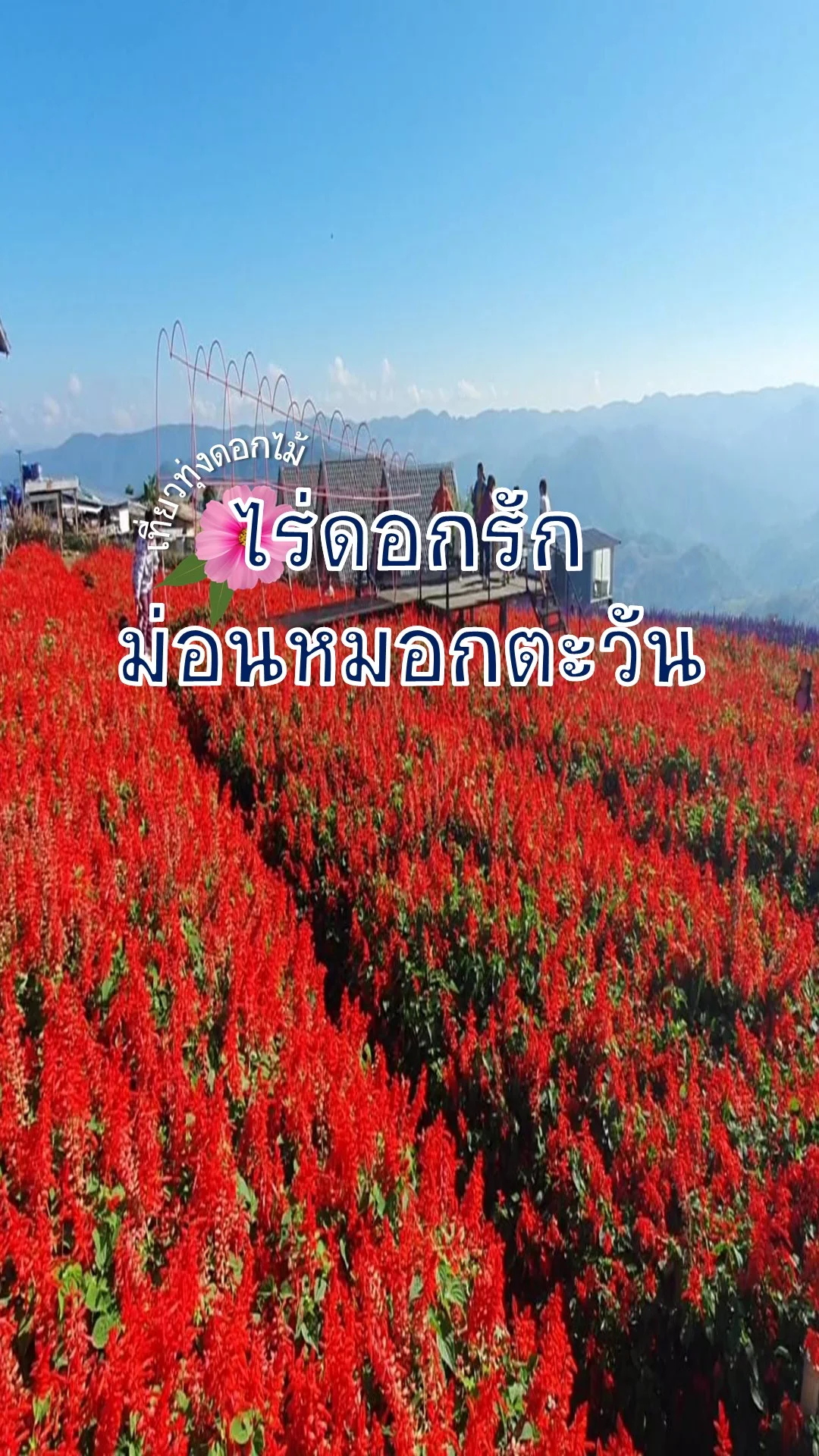 พาเที่ยวทุ่งดอกไม้ ไร่ดอกรัก ม่อนหมอกตะวัน จ.ตาก จุดชมทะเลหมอกทุ่งดอกซัลเวีย