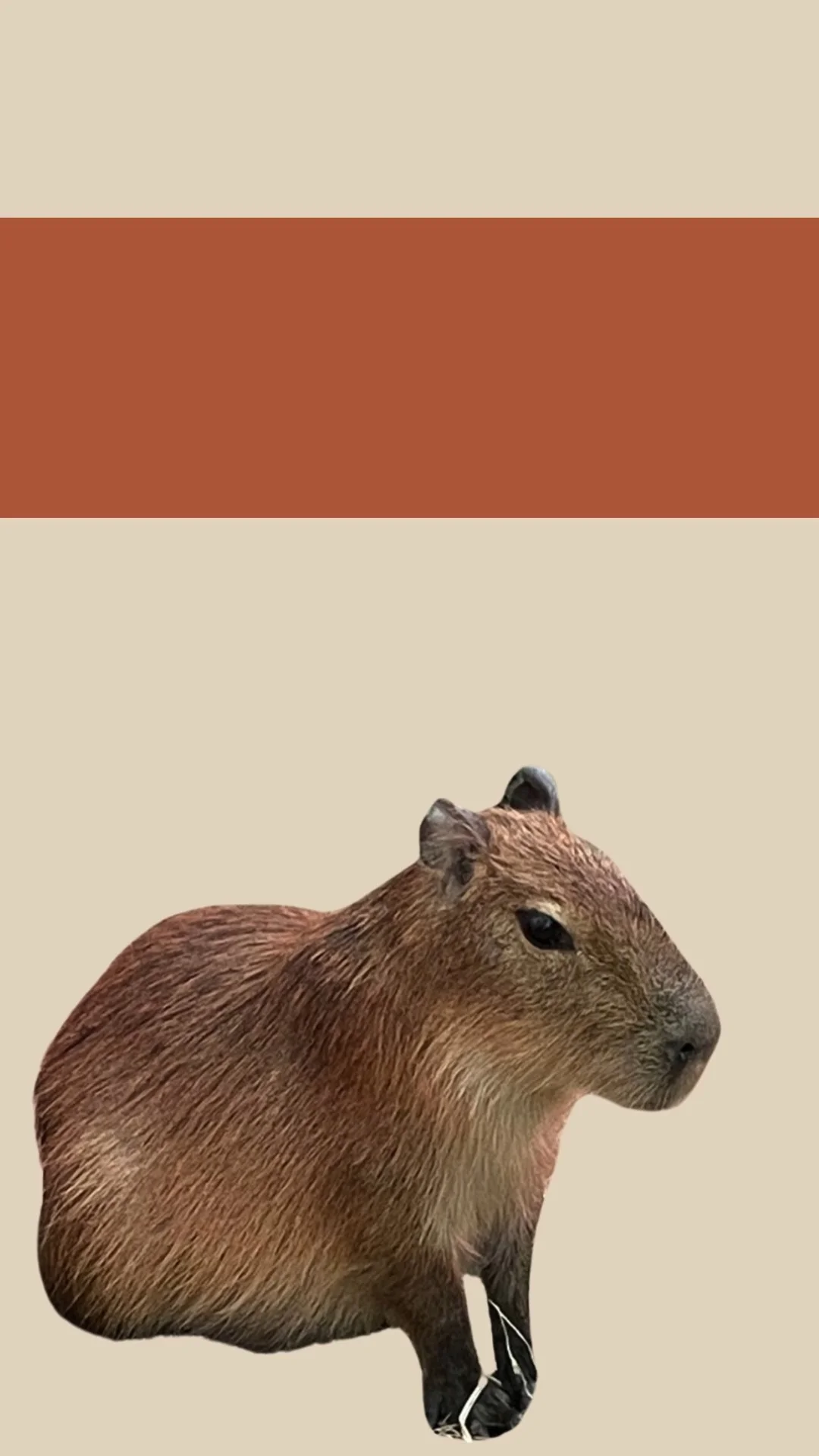 คาปิบาร่า หมามะพร้าว กะปิปลาร้า ส่องเรื่องน่ารู้ ใน 1 นาที