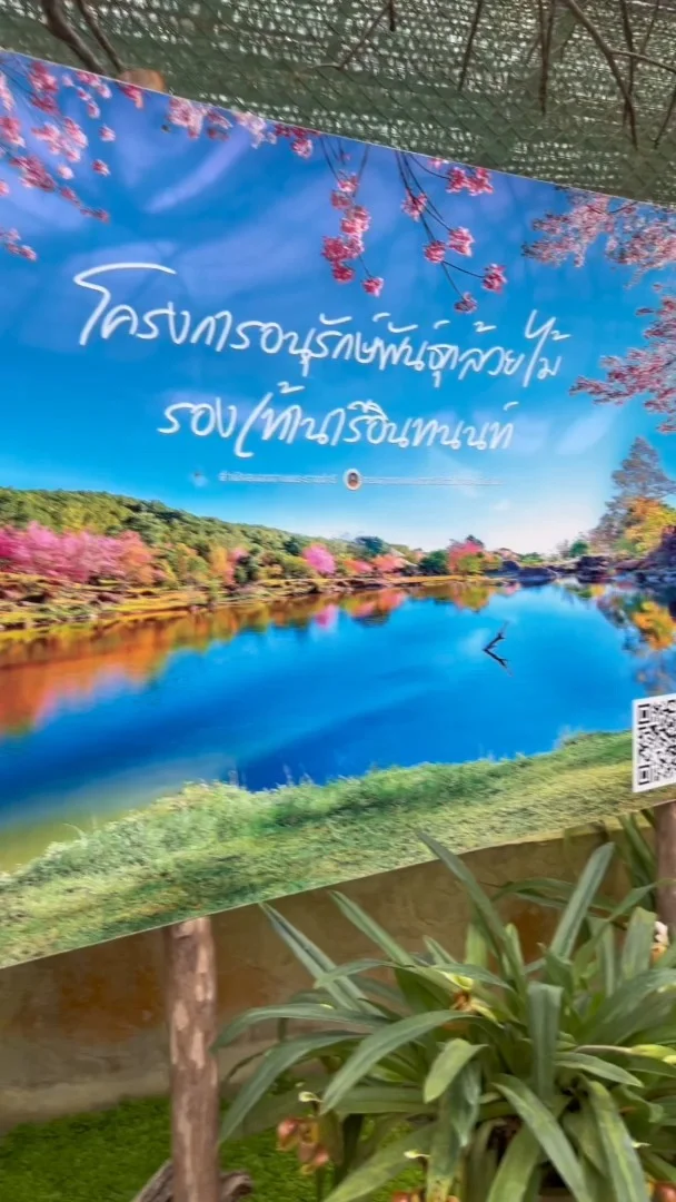 พาชมพญาเสือโครง ซากุระเมืองไทย สถานีวิจัยเกษตรหลวงอินทนนท์
