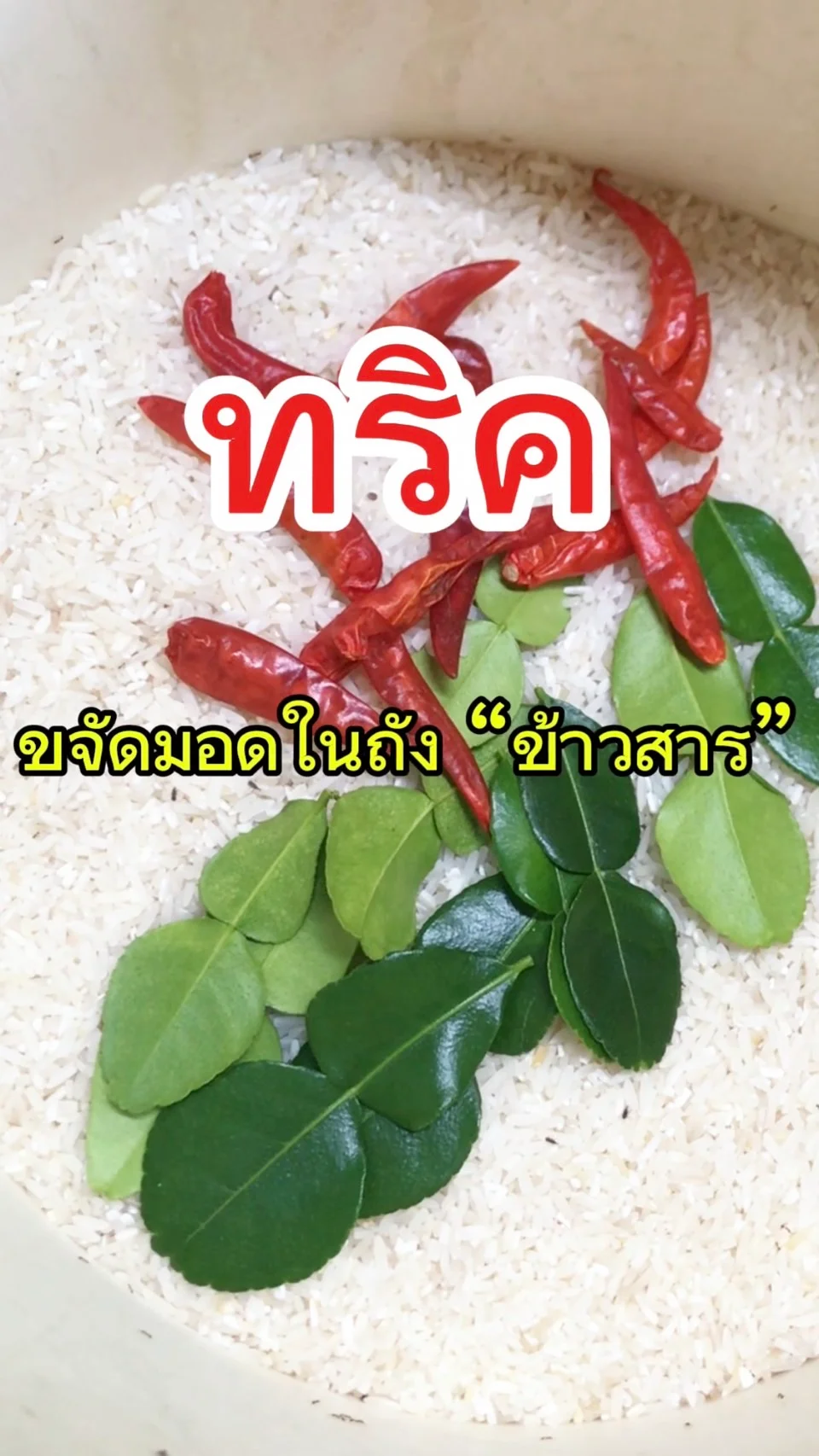 ทริคขจัดมอด ในถังข้าวสาร
