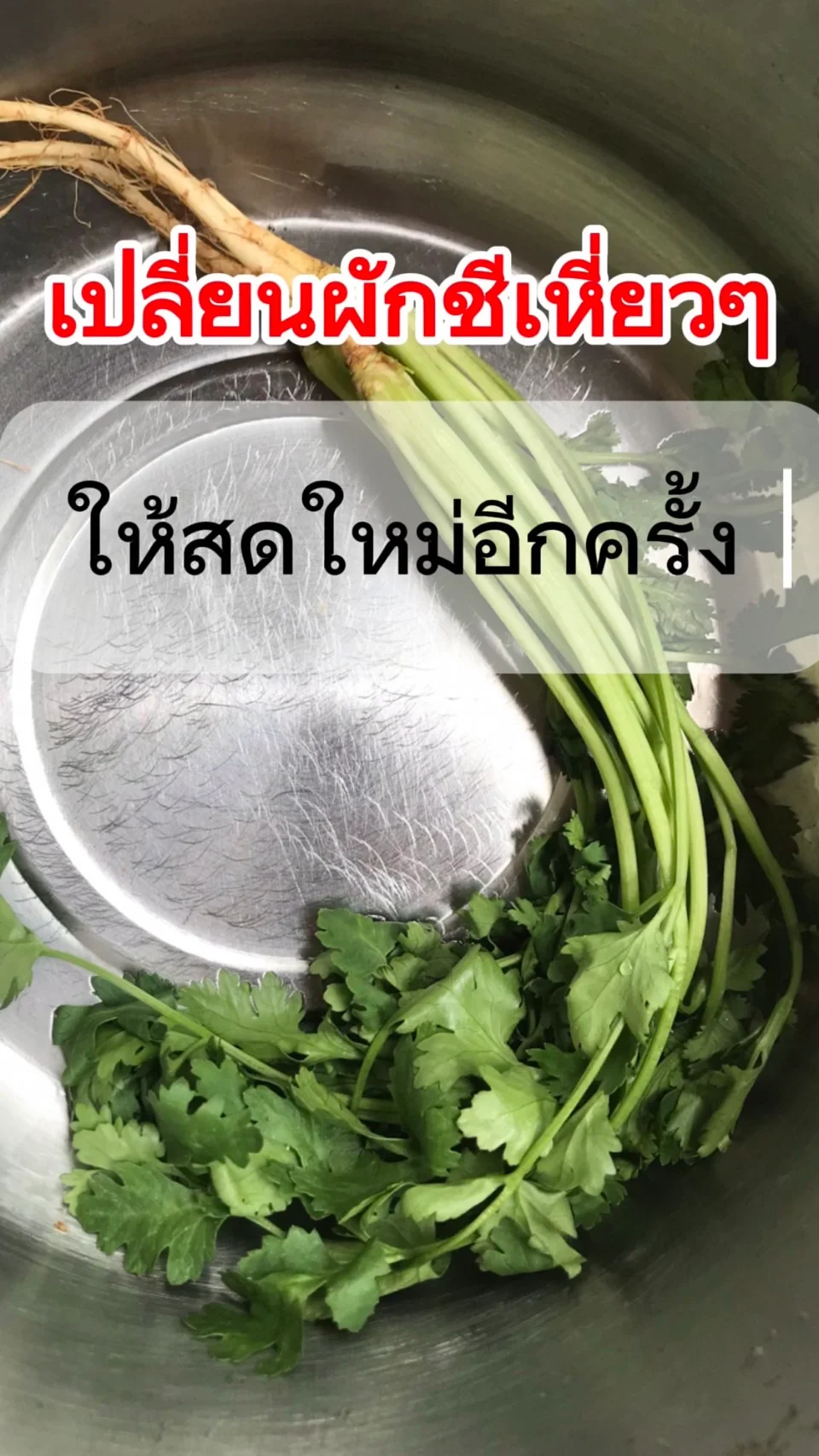 เปลี่ยนผักชีเหี่ยวๆ ให้สด ใหม่อีกครั้ง ทำง่าย ๆ