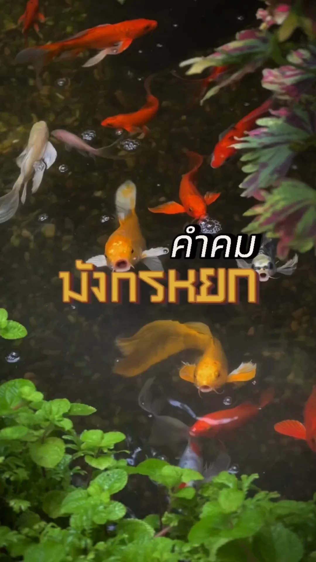 คำคมมังกรหยก - ก๊วยเจ๋ง มังกรหยก 2024 The Legend of Heroes Hot Blood