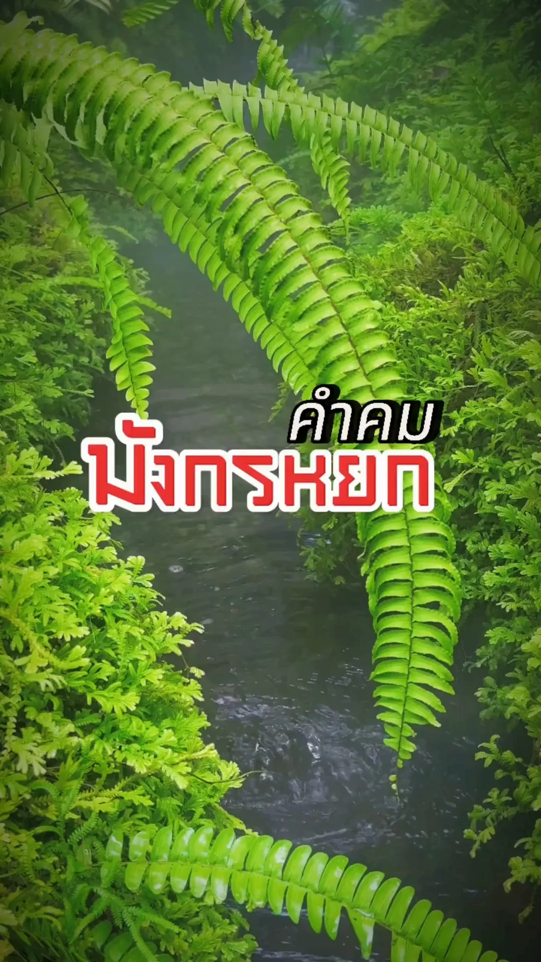 คำคมมังกรหยก - ก๊วยเจ๋ง3 มังกรหยก 2024 The Legend of Heroes Hot Blood