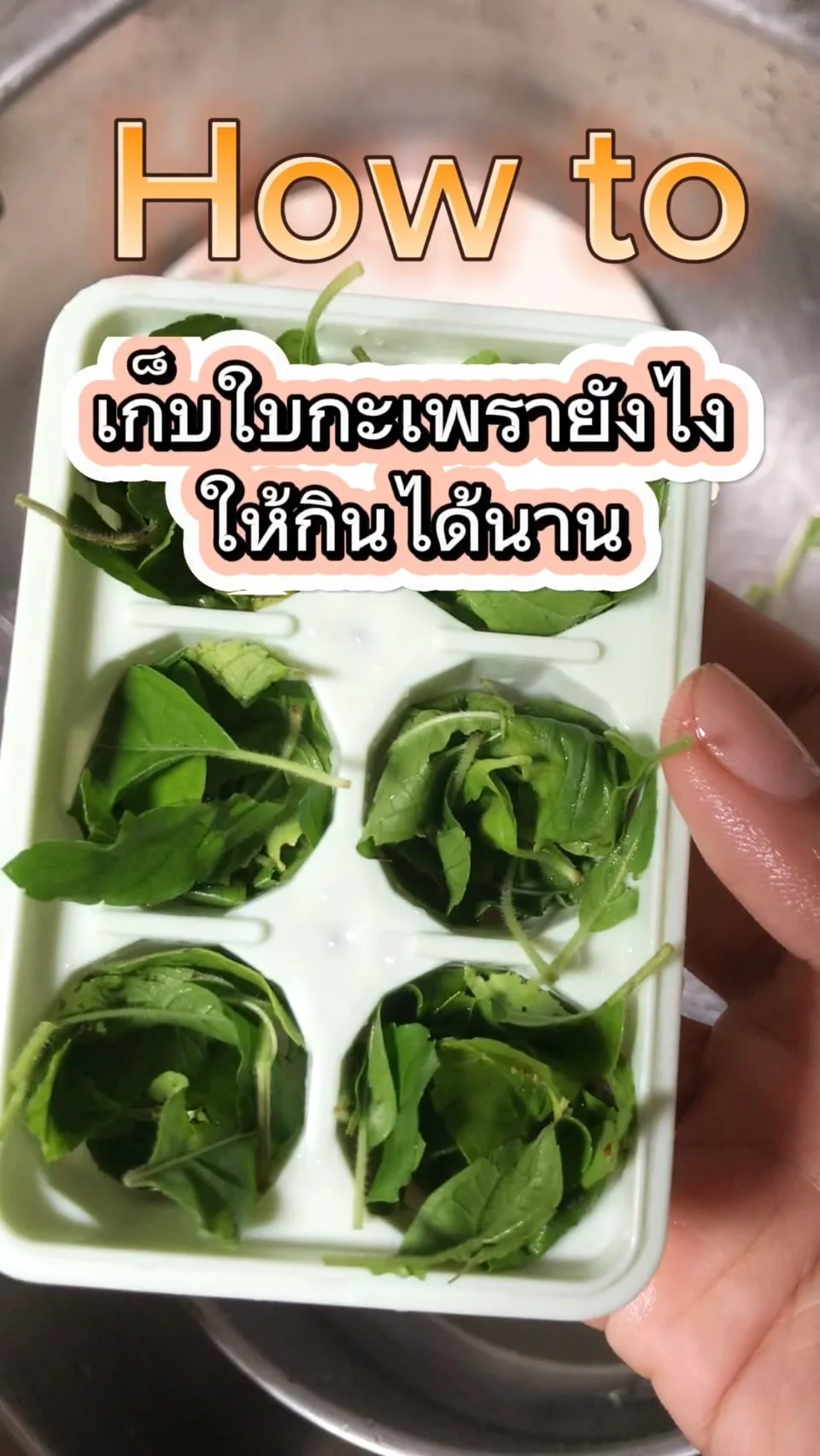 How to เก็บใบกะเพรายังไงให้กินได้นาน