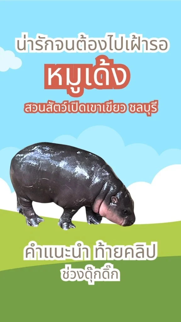 หมูเด้ง ฮิปโปแคระ สวนสัตว์เปิดเขาเขียว ชลบุรี พร้อมเวลาโชว์ ความดุ๊กดิ๊ก
