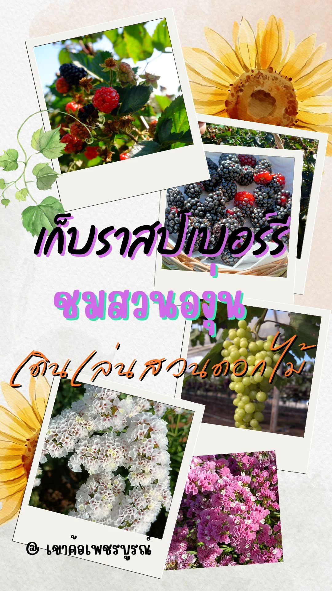 เที่ยวเขาค้อ ชมวิวทุ่งกังหันลม ไร่องุ่น เก็บราสป์เบอร์รี่ เพชรบูรณ์