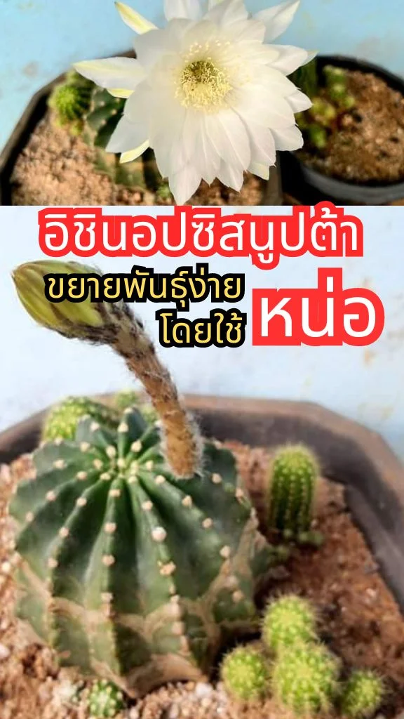 อิชินอปซิสนูปต้า ปลูกง่ายด้วยหน่อ กระบองเพชรไว้ตกแต่งสวนสวย