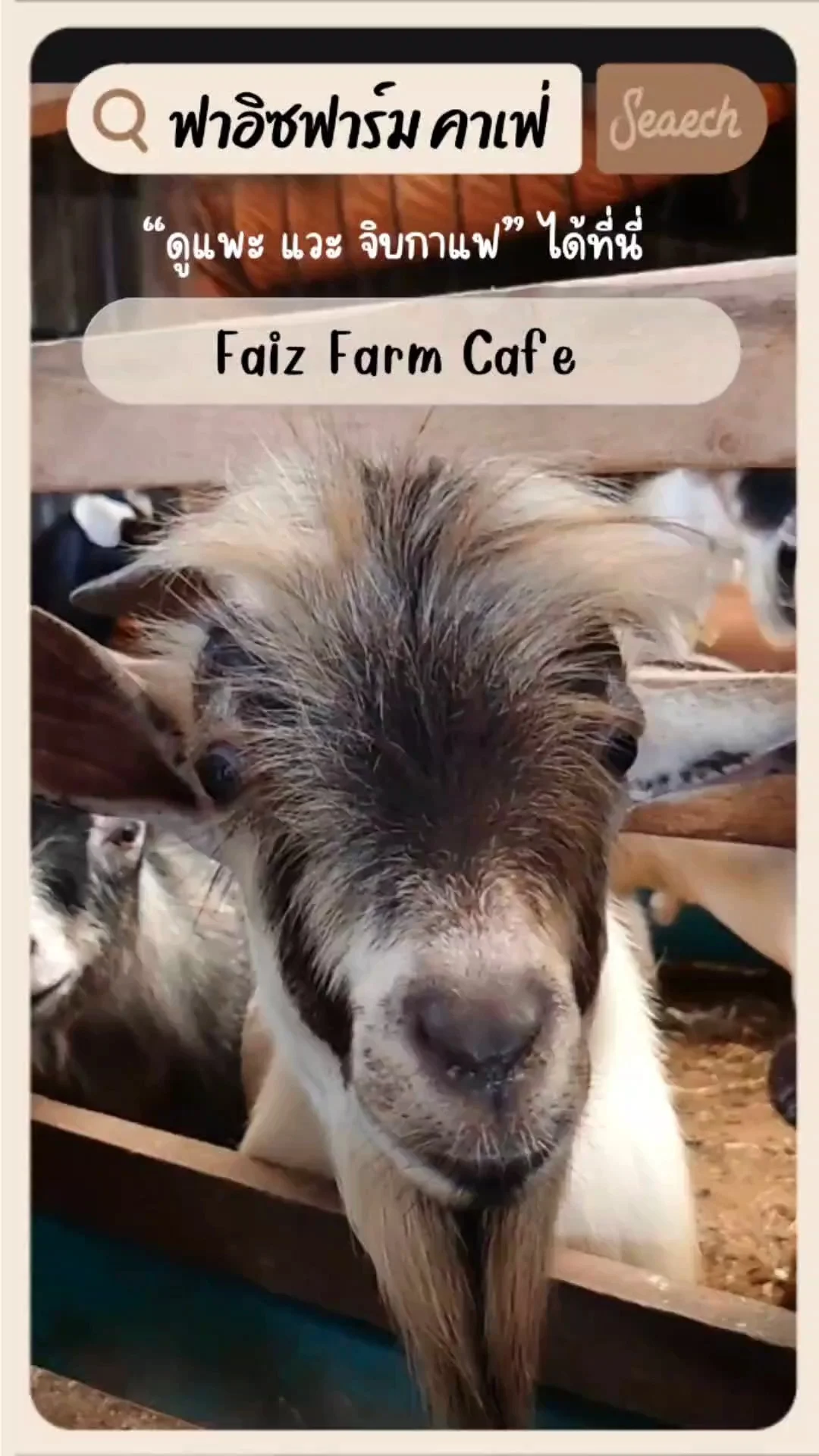 พาดูน้องแพะ แวะจิบกาแฟ ที่ ฟาอิซฟาร์ม คาเฟ่ย่านหนองจอก