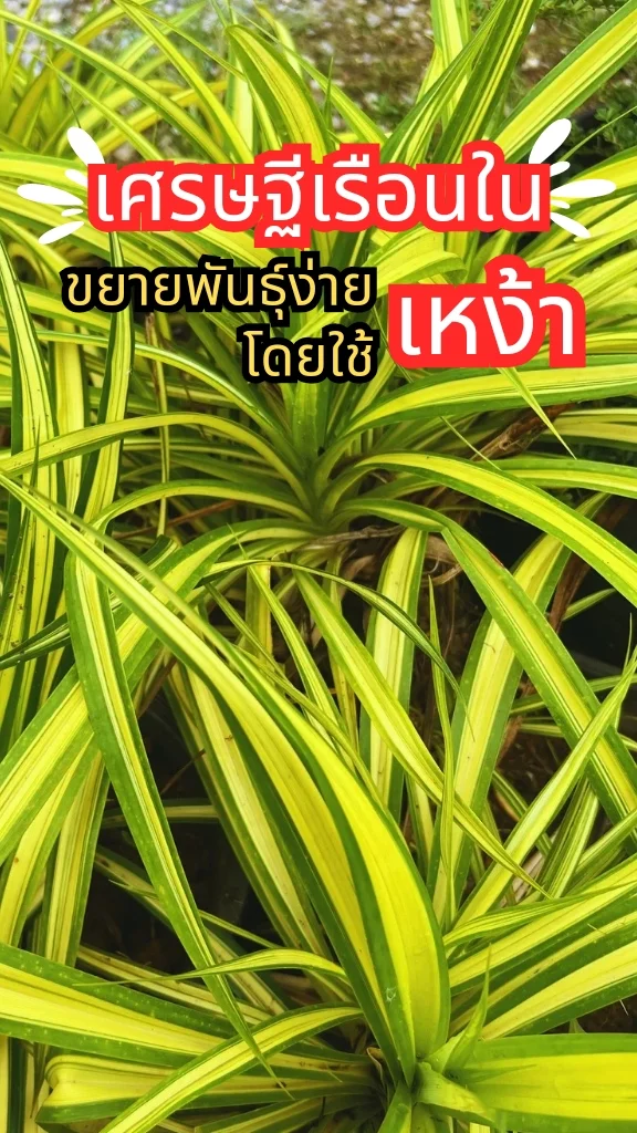 ต้นเศรษฐีเรือนใน วิธีขยายพันธุ์โดยใช้เหง้า ต้นไม้มงคล ช่วยฟอกอากาศ