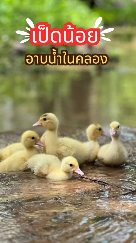 พาส่อง เจ้าลูกเป็ดน้อยเล่นน้ำ สัตว์เลี้ยงน่ารัก ๆ ชวนดูเล่นเพลิน ๆ