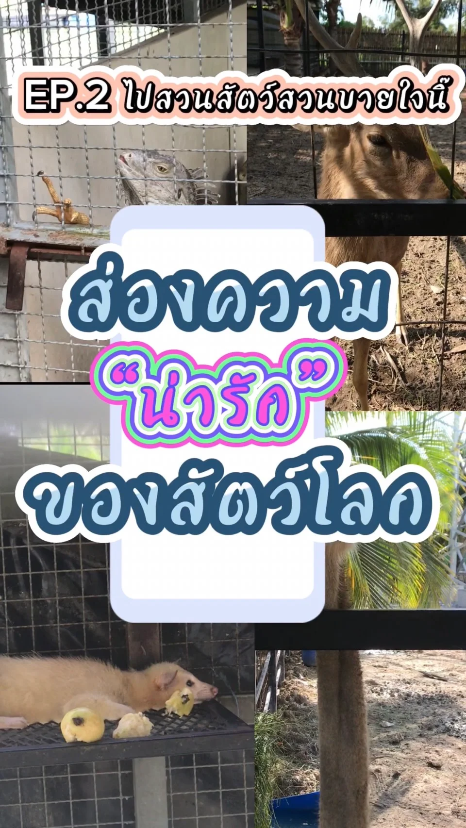ส่องความน่ารักของสัตว์น้อยน่ารัก ที่ สวนสัตว์สวนบายใจนิ๊ ยาบีฟาร์ม ปัตตานี