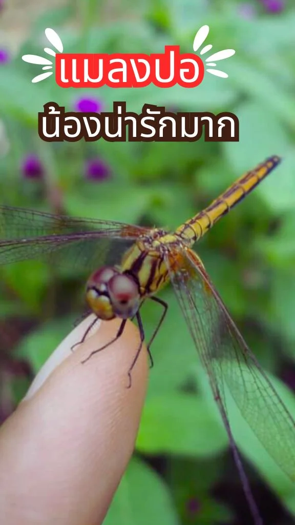 แมลงปอ บินมาให้ชมใกล้ ๆ น้องน่ารักมาก
