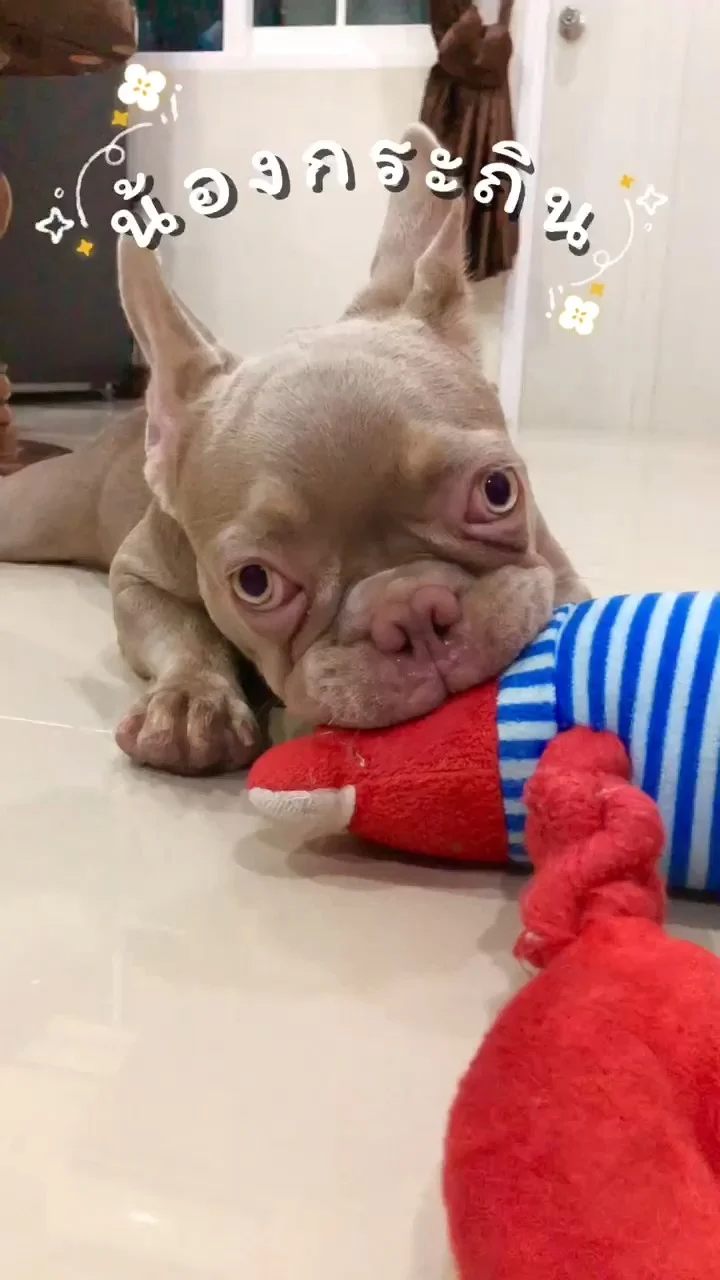 พาชม ความน่ารักน้องกระถินกับพี่ตุ๊กตาปูแดง สุนัขเด็กพันธุ์เฟรนช์บูลด็อก