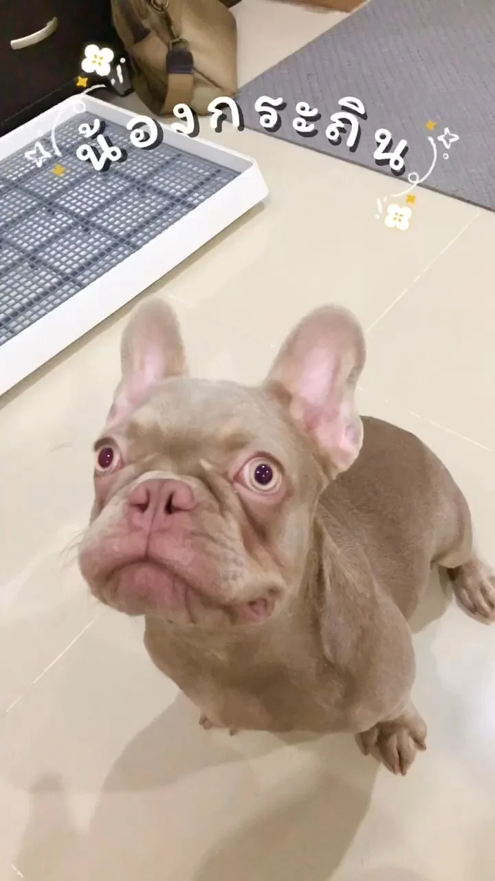 ชมความน่ารัก น้องกระถิน สุนัขเด็กพันธุ์เฟรนช์บูลด็อก กับยางมัดผมคู่ใจ