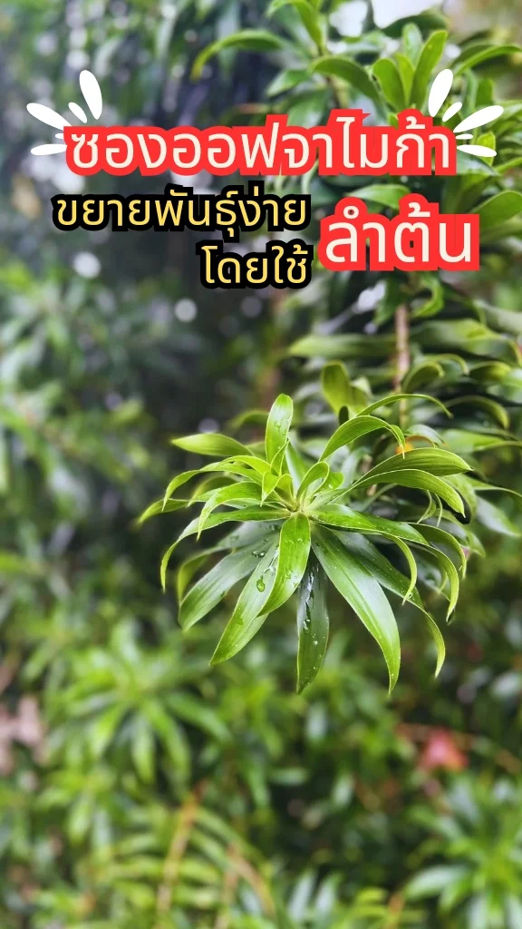 ต้นซองออฟจาไมก้า ไม้ประดับ แต่งสวนสวย ๆ ปลูกง่ายขยายพันธุ์เร็ว