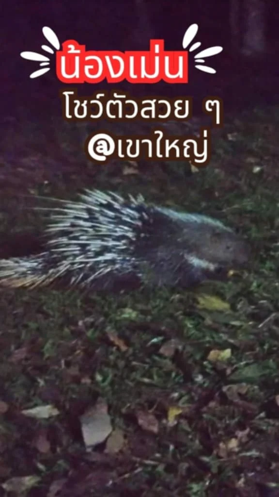 พาส่อง น้องเม่น โชว์ตัว ออกหาอาหารยามค่ำคืน ที่เขาใหญ่