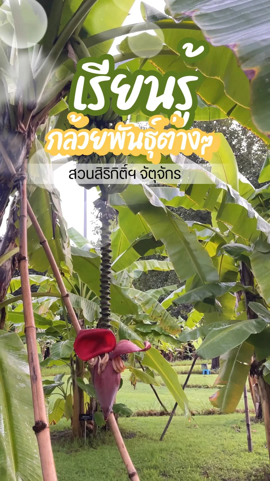 พาไปเรียนรู้สายพันธุ์กล้วย ที่สวนสิริกิติ์ฯ จัตุจักร ธรรมชาติในกรุงเทพ