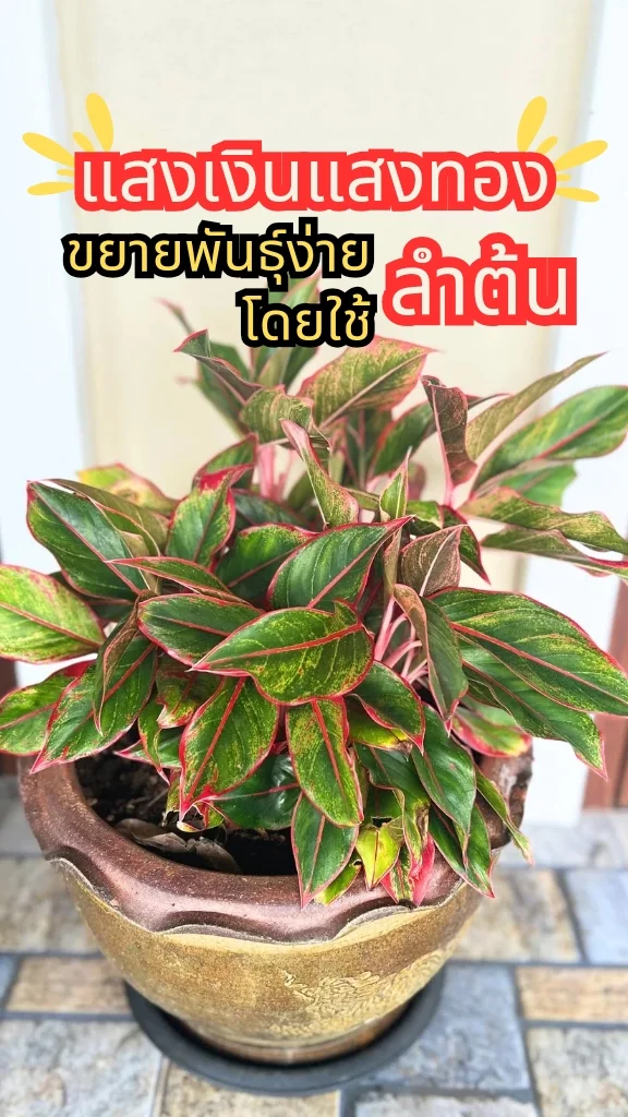 ต้นแสงเงินแสงทอง ต้นไม้มงคล ดูแลง่าย ขยายพันธุ์ง่ายโดยใช้ลำต้น