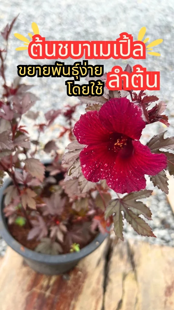 ต้นชบาเมเปิ้ล ดอกสวย ใบและต้นสีแดงสดใส ปลูกไว้ตกแต่งสวนสวย ๆ