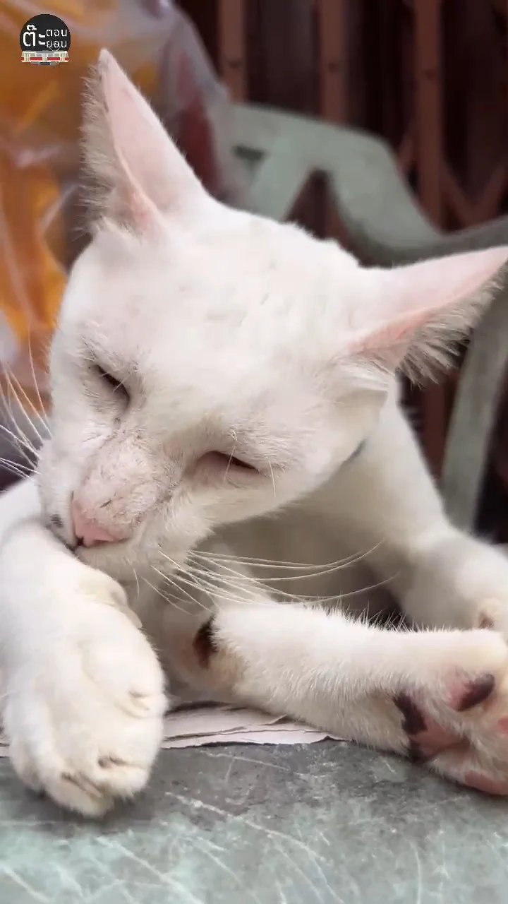 พาชมความน่ารักของคุณหนูขาว สาวสวย Extrovert เวลาขี้อ้อนจะเป็นอย่างไร?