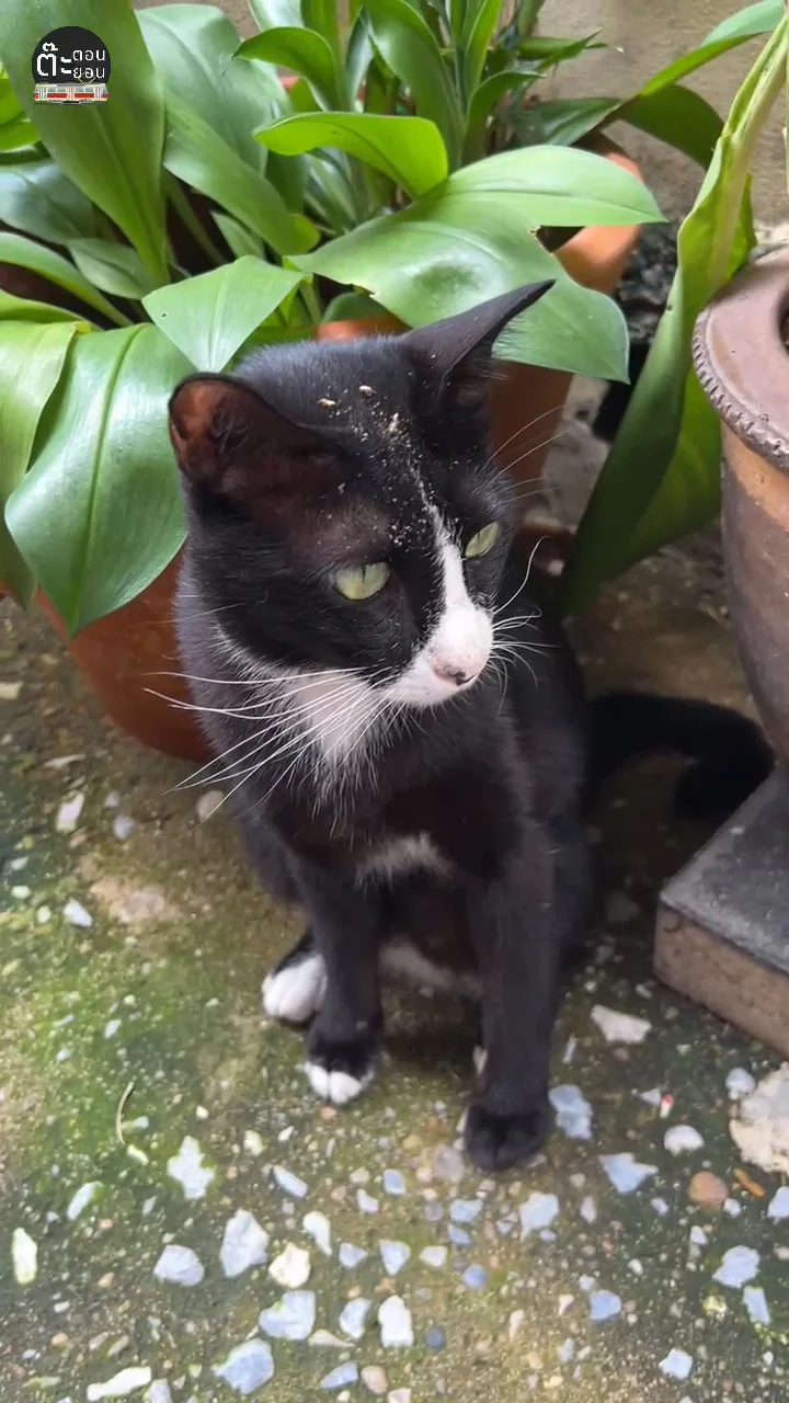 แนะนำคุณหนูนิล แมวไทย แมว Introvert ชอบอยู่แบบส่วนตัว!