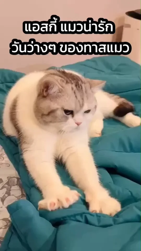 แอสกี้ แมวน่ารัก แมวขี้อ้อนจอมซน กับวันว่าง ๆ ของทาสแมว ฮีลใจสุด