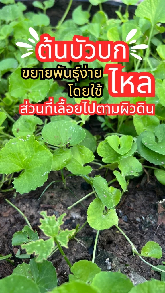 ต้นบัวบก ผักสวนครัว ปลูกง่ายโดยใช้ไหล ไหลส่วนของต้นที่เลื้อยไปตามผิวดิน