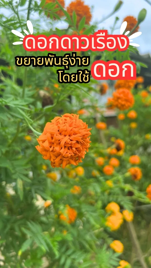 ดอกดาวเรือง ขยายพันธุ์ง่ายโดยใช้ดอก ปลูกง่าย ดูแลง่าย ดอกสวย