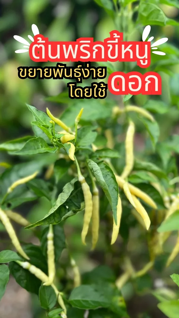 แชร์ทริคการปลูกต้นพริกขี้หนูให้ออกดอกเยอะ ขายสร้างรายได้ ขยายพันธุ์ด้วยดอก