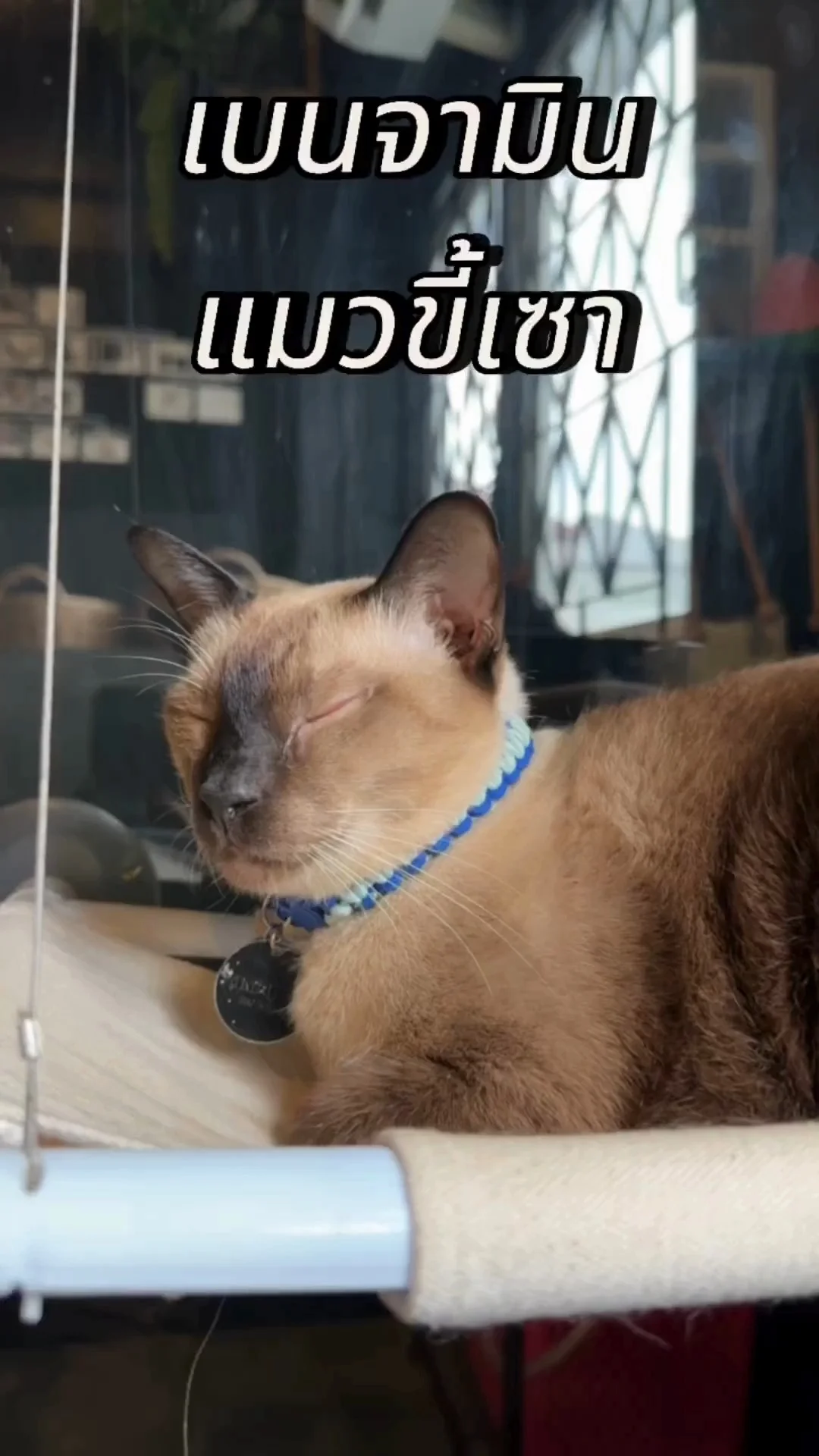 เบนจามิน แมวขี้เซา นอนไม่สนใจใคร ง่วงตลอดเวลา