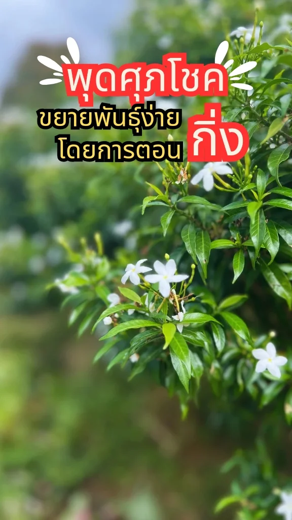 ต้นพุดศุภโชค ต้นไม้มงคล ดอกสีขาว ปลูกไว้ตกแต่งสวน ขยายพันธุ์โดยการตอนกิ่ง