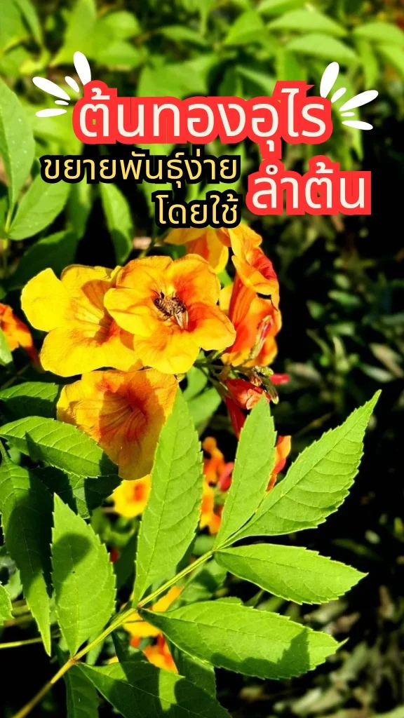 ต้นทองอุไร ต้นไม้มงคล ดอกสวย ปลูกไว้ตกแต่งสวน ขยายพันธุ์ด้วยลำต้นหรือกิ่ง